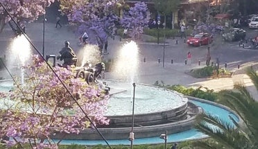 Jacaranda trees bloom around a fountain in Mexico City